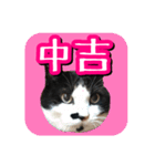 白黒ハチワレ猫はなちゃん（個別スタンプ：38）