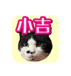 白黒ハチワレ猫はなちゃん（個別スタンプ：39）
