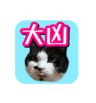 白黒ハチワレ猫はなちゃん（個別スタンプ：40）