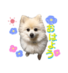 ポメラニアンのレオくん（個別スタンプ：1）