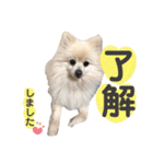 ポメラニアンのレオくん（個別スタンプ：3）