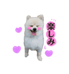 ポメラニアンのレオくん（個別スタンプ：5）