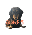 愛犬くろちゃん（個別スタンプ：1）