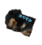 愛犬くろちゃん（個別スタンプ：2）