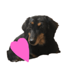 愛犬くろちゃん（個別スタンプ：3）