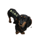 愛犬くろちゃん（個別スタンプ：4）