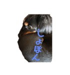 愛犬くろちゃん（個別スタンプ：7）