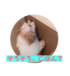 茶々丸とミルキーのスタンプ（個別スタンプ：4）