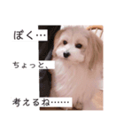 茶々丸とミルキーのスタンプ（個別スタンプ：7）