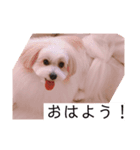 茶々丸とミルキーのスタンプ（個別スタンプ：8）