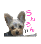 ほんわかナナちゃんスタンプ（個別スタンプ：3）