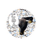 うしちゃん(黒毛和牛)（個別スタンプ：2）