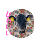 うしちゃん(黒毛和牛)（個別スタンプ：3）