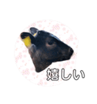 うしちゃん(黒毛和牛)（個別スタンプ：4）