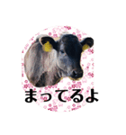 うしちゃん(黒毛和牛)（個別スタンプ：6）