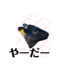 うしちゃん(黒毛和牛)（個別スタンプ：14）