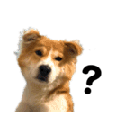 幸せワンコ、大和くん第2段元保護犬です（個別スタンプ：12）