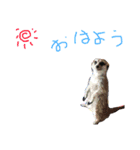 可愛いペットスタンプ！！！（個別スタンプ：3）
