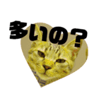 猫の対義語（個別スタンプ：3）