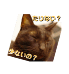猫の対義語（個別スタンプ：4）
