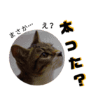 猫の対義語（個別スタンプ：5）