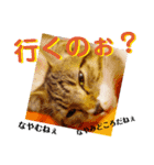 猫の対義語（個別スタンプ：7）