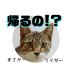 猫の対義語（個別スタンプ：8）