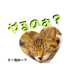 猫の対義語（個別スタンプ：9）