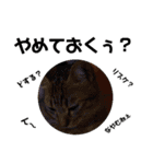猫の対義語（個別スタンプ：10）