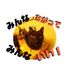 猫の対義語（個別スタンプ：11）