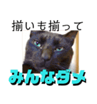 猫の対義語（個別スタンプ：12）