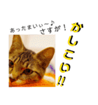 猫の対義語（個別スタンプ：13）