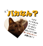 猫の対義語（個別スタンプ：14）