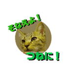 猫の対義語（個別スタンプ：15）
