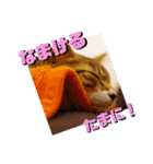 猫の対義語（個別スタンプ：16）