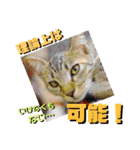 猫の対義語（個別スタンプ：22）
