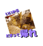 猫の対義語（個別スタンプ：23）