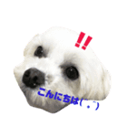 ハッピーの日々（個別スタンプ：1）