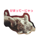 ひまねこちゃん（個別スタンプ：1）