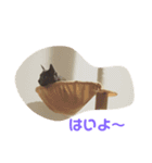 ひまねこちゃん（個別スタンプ：6）