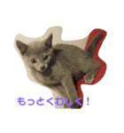 ひまねこちゃん（個別スタンプ：8）