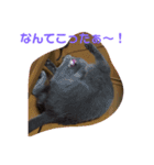ひまねこちゃん（個別スタンプ：10）