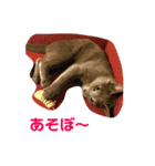 ひまねこちゃん（個別スタンプ：12）