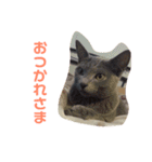 ひまねこちゃん（個別スタンプ：13）