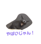 ひまねこちゃん（個別スタンプ：14）