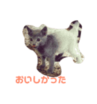 ひまねこちゃん（個別スタンプ：15）