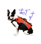 そぴや（個別スタンプ：2）
