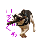 そぴや（個別スタンプ：4）