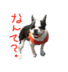 そぴや（個別スタンプ：7）