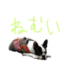 そぴや（個別スタンプ：15）